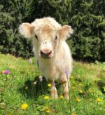 Mini Highland Cow (Bella)1 - Image 2