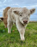 Mini Highland Cow (Happy) - Image 4