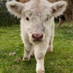 Mini Highland Cow (Happy)