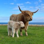 Mini Highland Cow (Happy) - Image 2