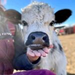 Mini Highland Cow (Noah) - Image 2