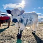 Mini Highland Cow (Noah) - Image 3