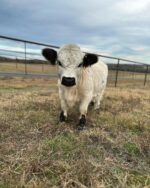 Mini Highland Cow (Dolly) - Image 4