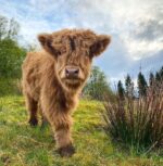 Mini Highland Cow (Hazels)