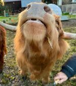 Alfie (Bull) - Image 4