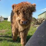 Elsie(Heifer) - Image 2