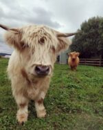 Piper (Bull) - Image 2