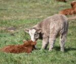 Mini Highland Cow (Jill) - Image 2