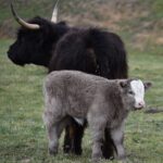 Mini Highland Cow (Jill) - Image 5