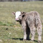 Mini Highland Cow (Jill)