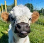 Mini Highland Cow (Lea) - Image 3