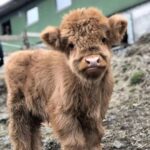 Mini Highland Cow (Luna)