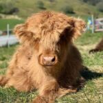 Mini Highland Cow (Luna) - Image 3
