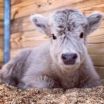 Mini Highland Cow (Lady L) - Image 4