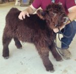 Mini Highland Cow (Mui-Lewis) - Image 4