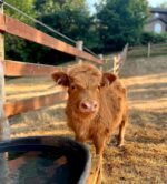 Mini Highland Cow (Penelope) - Image 5