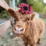 Mini Highland Cow (Penelope)