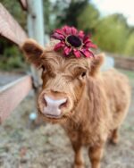Mini Highland Cow (Penelope)