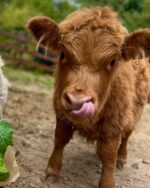 Mini Highland Cow (Penelope) - Image 4