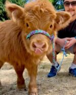 Mini Highland Cow (Penelope) - Image 2