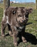 Mini Highland Cow (Penny) - Image 3