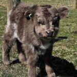 Mini Highland Cow (Penny) - Image 2