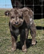 Mini Highland Cow (Penny) - Image 5