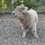 Mini Highland Cow (Rowdy) - Image 3