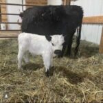 Mini Highland Cow (Stan) - Image 2