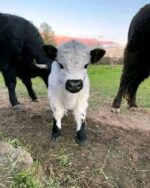 Mini Highland Cow (Stan) - Image 3