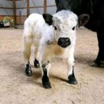 Mini Highland Cow (Stan)