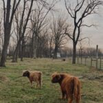 Mini Highland Cow (Kingston & Charlotte)