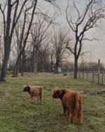 Mini Highland Cow (Kingston & Charlotte)