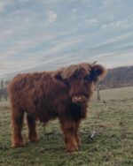 Mini Highland Cow (Kingston & Charlotte) - Image 3
