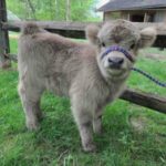 Mini Highland Cow (Lady L) - Image 2