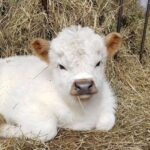 Mini Highland Cow (Lea) - Image 4