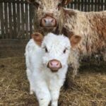 Mini Highland Cow (Lea) - Image 2