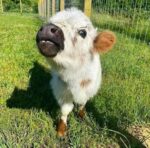 Mini Highland Cow (Lea)