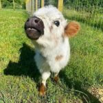 Mini Highland Cow (Lea)